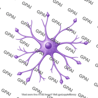 Astrocyte with end feet 1