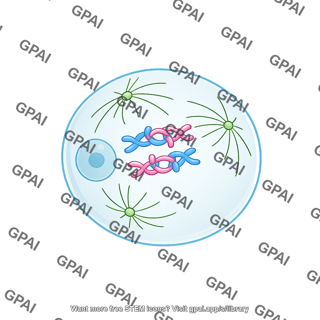 Meiosis mouse prophase i