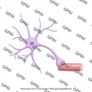 Astrocyte with end one sided