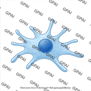 Kupffer cell