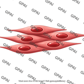 Smooth muscle cells cross section longitudinal