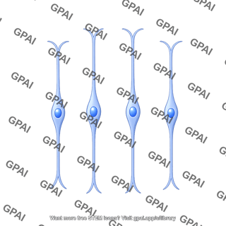 Radial glial progenitor bipolar 4