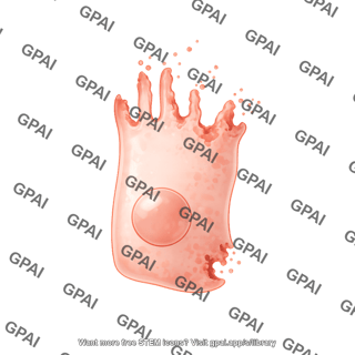Enterocyte damaged 2