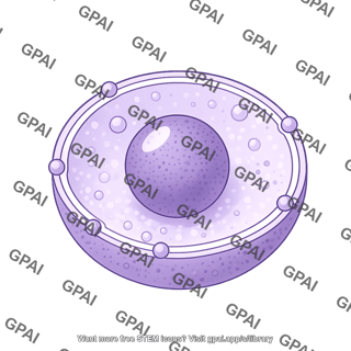 Nucleus shape 8 01