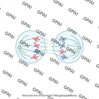 Mitosis 4b. late anaphase