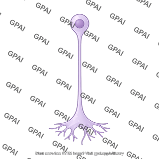 Unipolar neuron growth cone 2