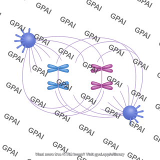 Meiosis 04 metaphase i