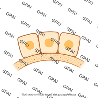 Nephron tubule distal with basement membrane