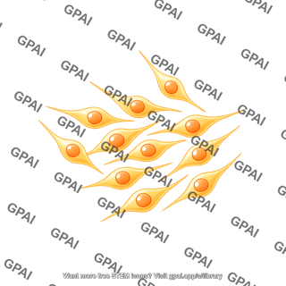 Neural progenitor cells