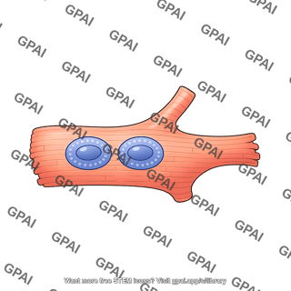 Cardiomyocyte binucleated branch