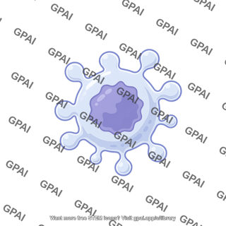 Lymphocyte apoptosis blebbing