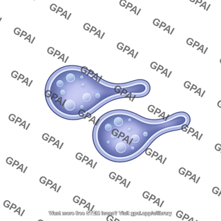 Endosome 2