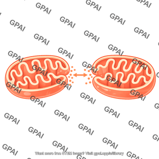 Mitochondria schematic 02