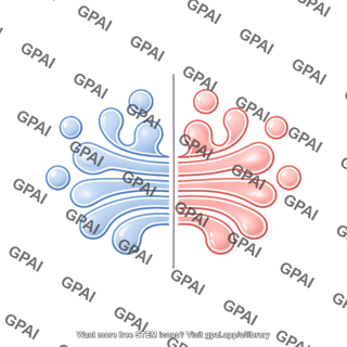 Schematic budding golgi apparatus split