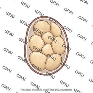 Amyloplast