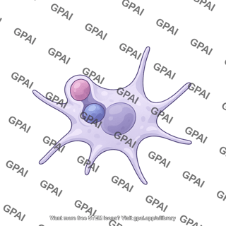 Dendritic cell phagocytosing 2