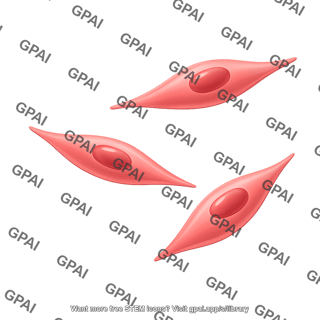 Smooth muscle cell 3