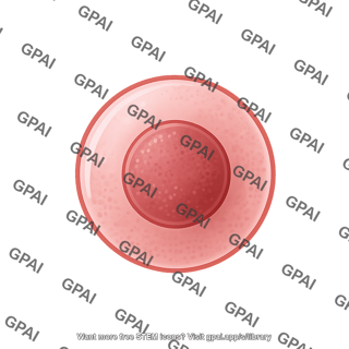 Primordial germ cell