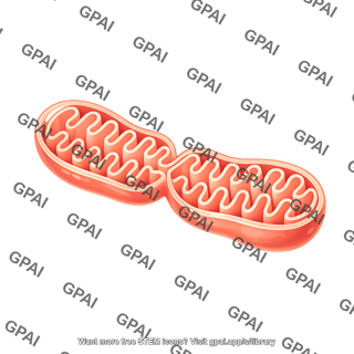 Mitochondria fusion 02
