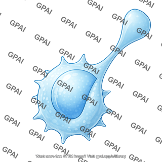 B cell squeezing editable