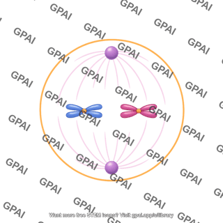 Meiosis 10. metaphase ii a