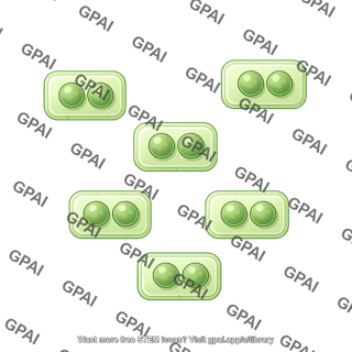 Plant cell 8
