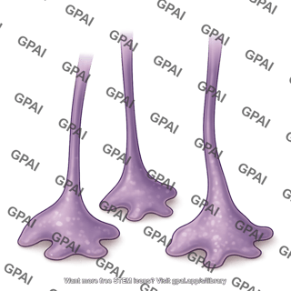 Astrocyte end foot process 3 dying 1
