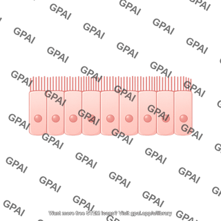 Columnar epithelium simple ciliated