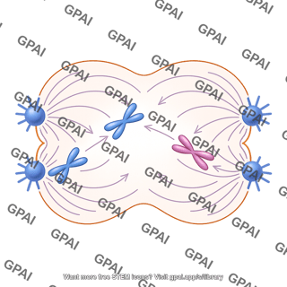 Meiosis 05 anaphase i