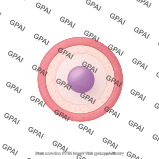 Follicle 1. primary