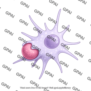 Dendritic cell phagocytosing 1