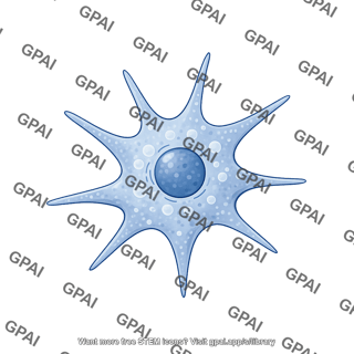 Stellate quiescent