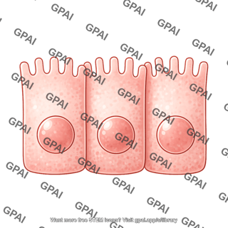 Enterocyte flattened 3