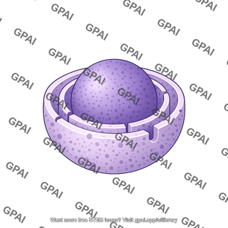 Nucleus shape 4