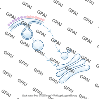 Membrane endocytic pathway golgi apparatus budding