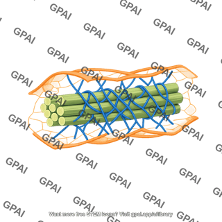 Cell wall cellulose hemicellulose lignin
