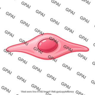 Endothelial cell 6 01