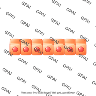 Cuboidal epithelium simple