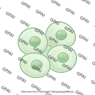 Neural crest stem cell