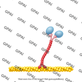 Myosin ii