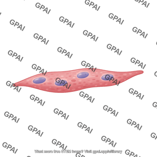 Myotube