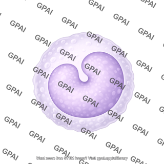 Monocyte