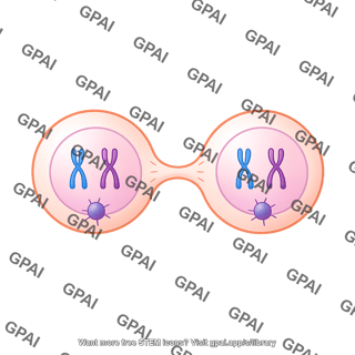 Meiosis 07. cytokinesis i b