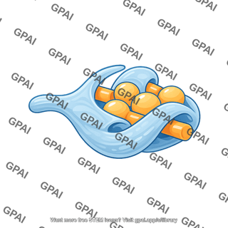 Schwann cell precursor