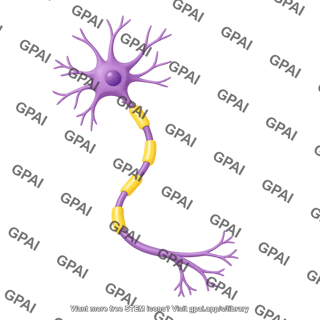 Multipolar neuron motor myelinated curved