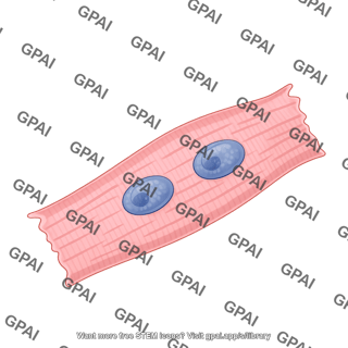 Cardiomyocyte 1 binucleated