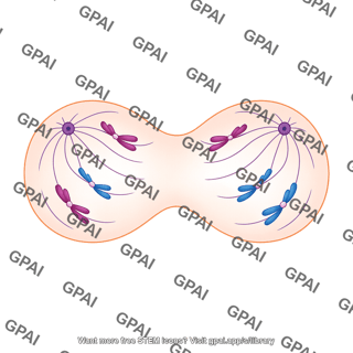 Meiosis 05. anaphase i