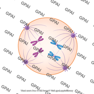 Meiosis 03. prometaphase i