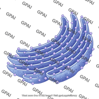 Rough endoplasmic reticulum 2d 1