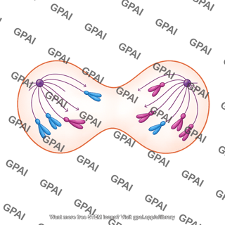 Meiosis 11. anaphase ii a